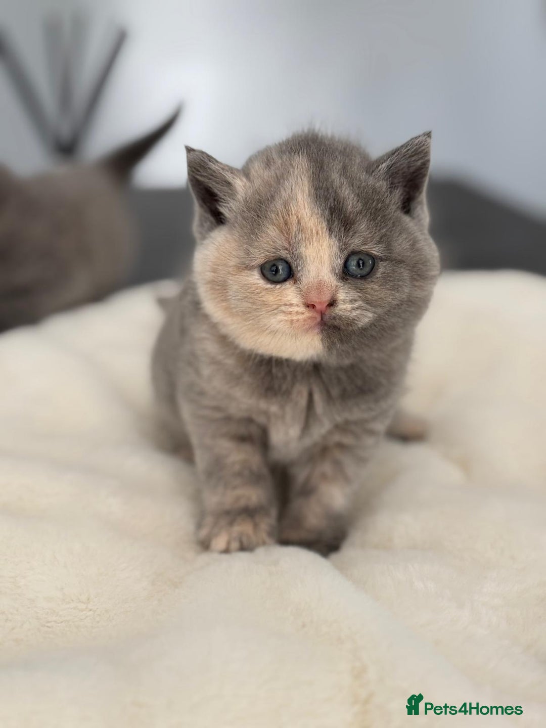 British Shorthair cats for sale: 2 LITTERS GCCF HEALTH TESTED BSH KITTENS - Image 7