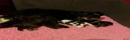 Miniature Schnauzer dogs for sale: 5* LICENSED RKC CHOCOLATE SCHNAUZER LITTER - Advert 8
