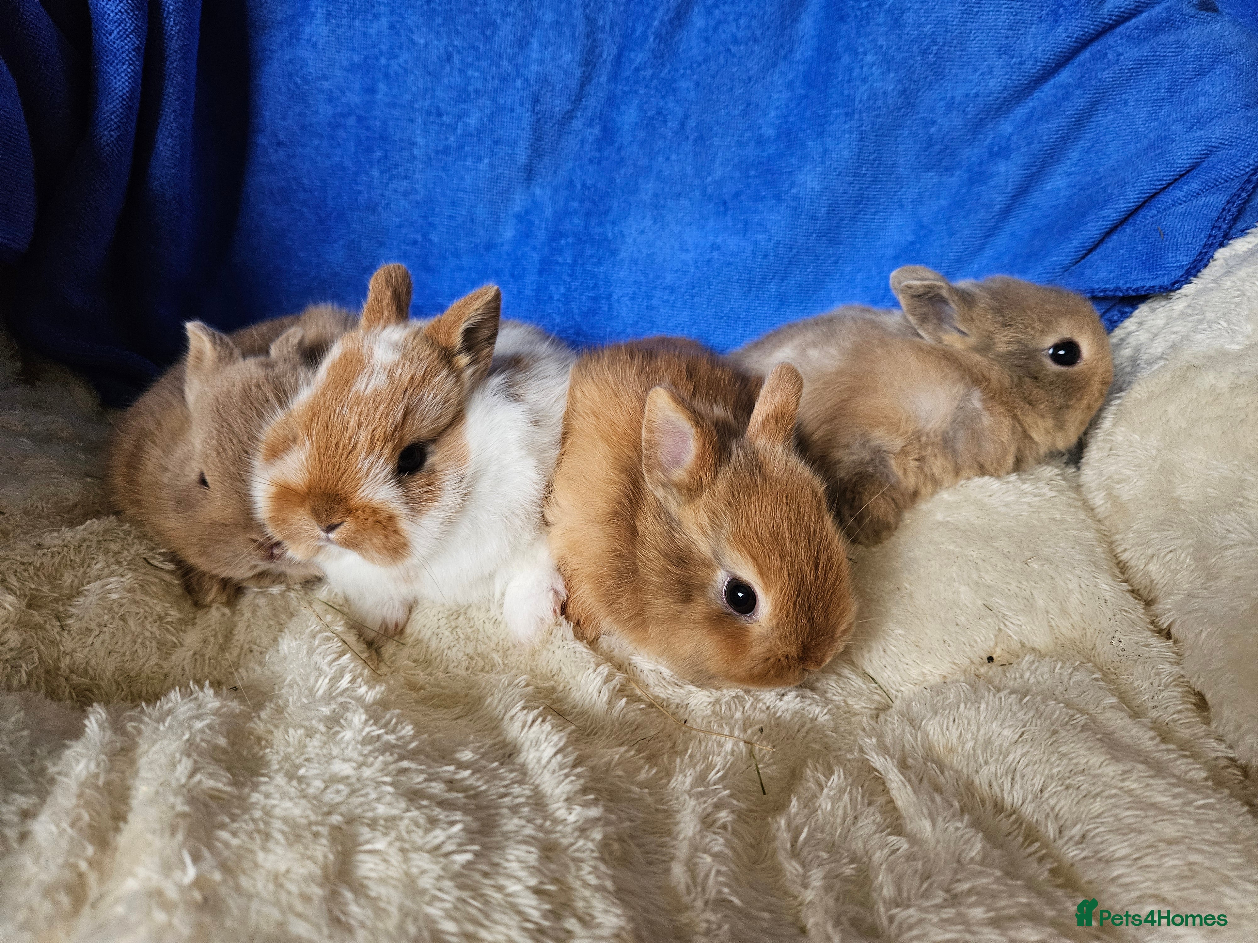 Netherland Dwarf rabbits Female Netherland Dwarf bunnies  - Advert 10