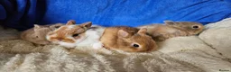 Netherland Dwarf rabbits for sale: Female Netherland Dwarf bunnies  - Advert 1