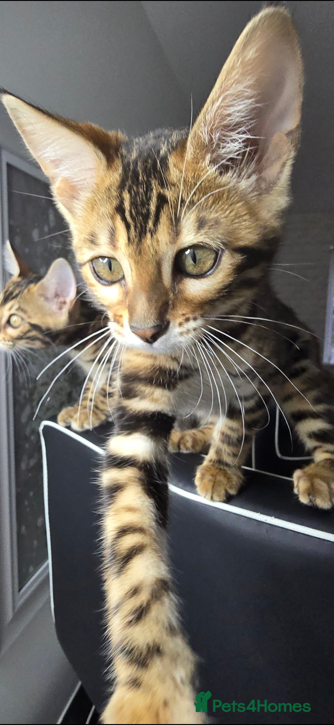 Bengal cats for sale: 2 Bengal kittens boy and girl - Image 2