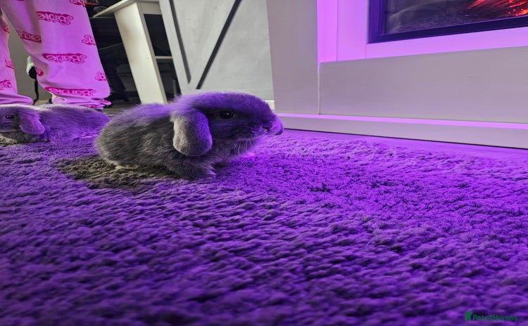 Mini Lop rabbits - Advert 1