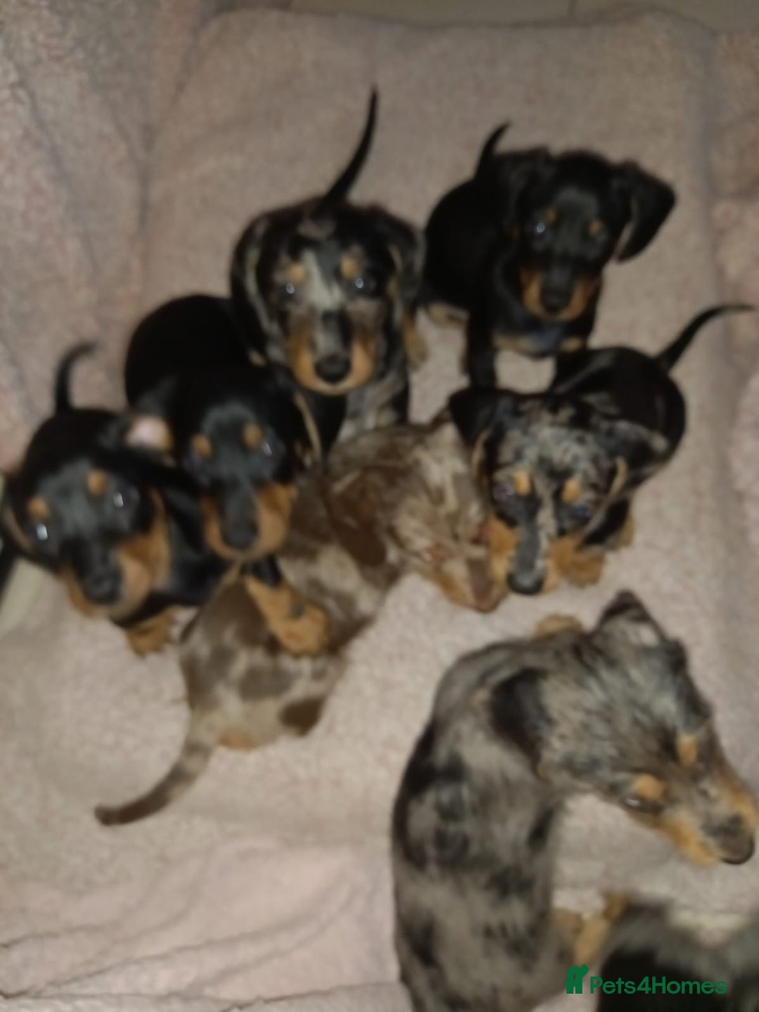 Dachshund dogs for sale: Dachshund cross pups 3/4 breed - Image 13