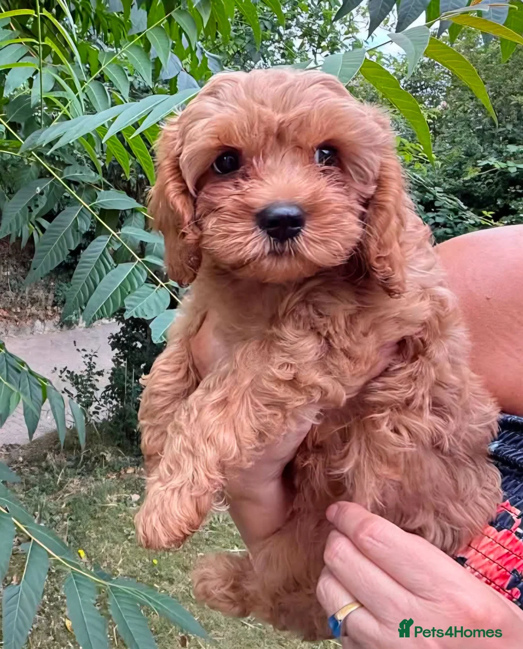 Cavapoo dogs for sale: Adorable F1 Cavapoo boy puppies - Advert 2