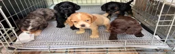 Mixed Breed dogs for sale: American Cocker Spaniel puppies in Brierley Hill - Advert 7
