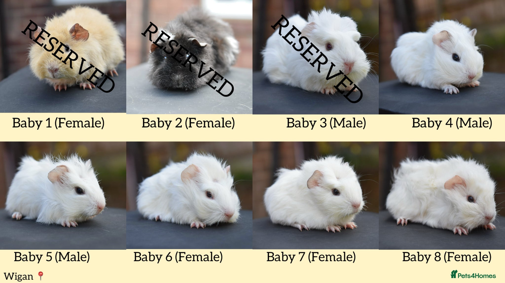 Guinea Pig rodents Baby Guinea Pigs Looking For New Homes - Advert 6