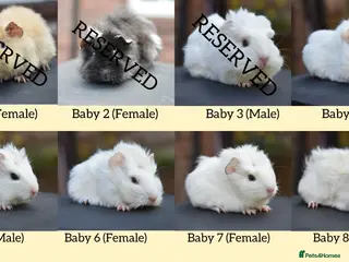 Guinea Pig rodents Baby Guinea Pigs Looking For New Homes - Advert 6