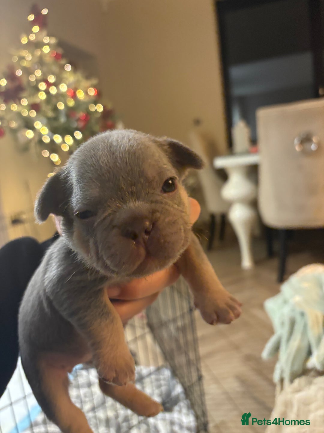 French Bulldog dogs for sale: French bulldog puppies NEARLY READY TO GO - Advert 11