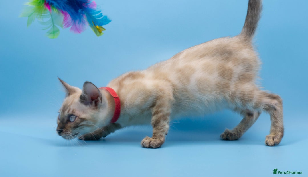 Bengal cats for sale: Gorgeous TICA Registered Bengal Kittens! - Image 10