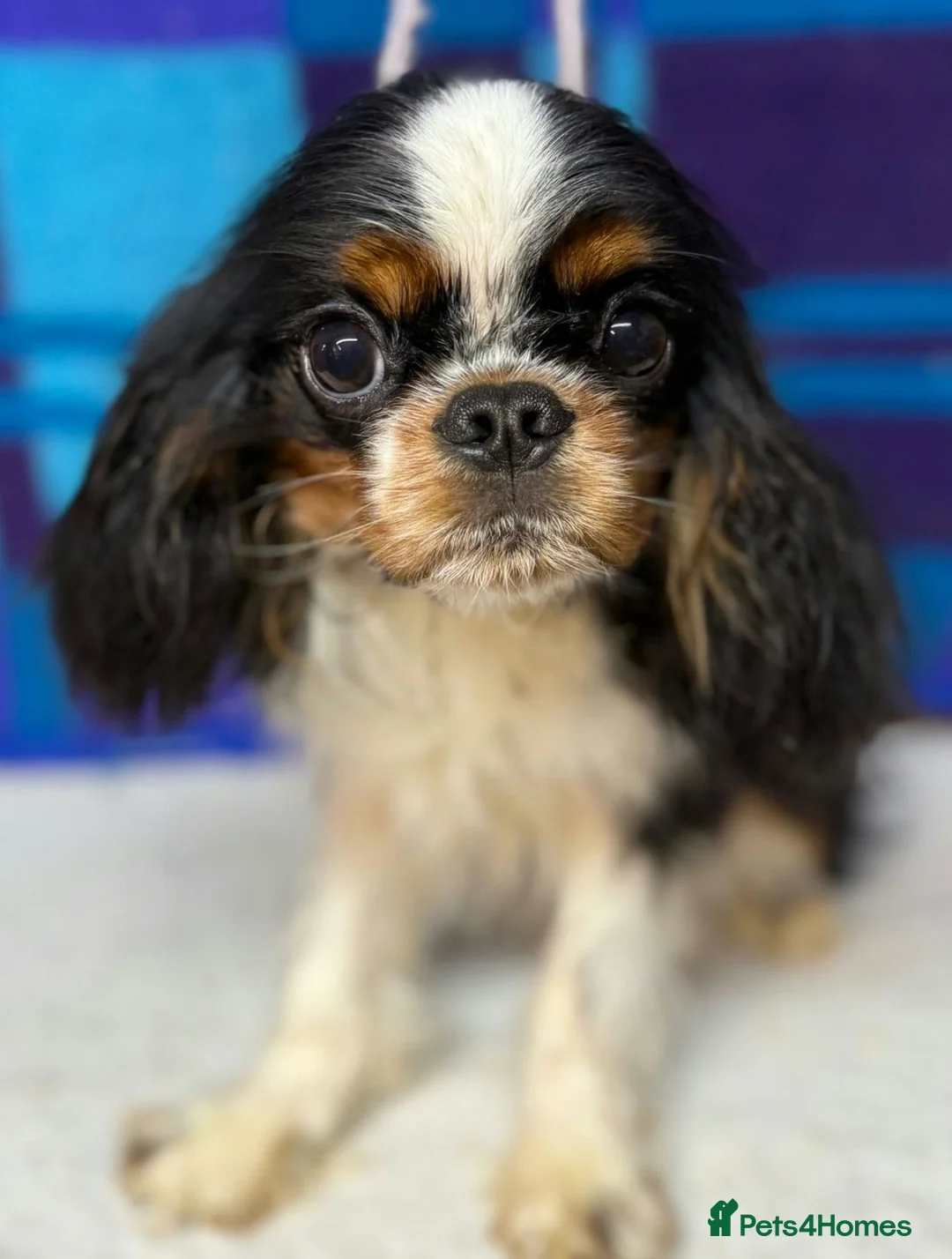 American Cocker Spaniel dogs for adoption: 🐾 ASCOT – Male Cavalier King Charles Spaniel 🐾 in West Malling - Advert 2