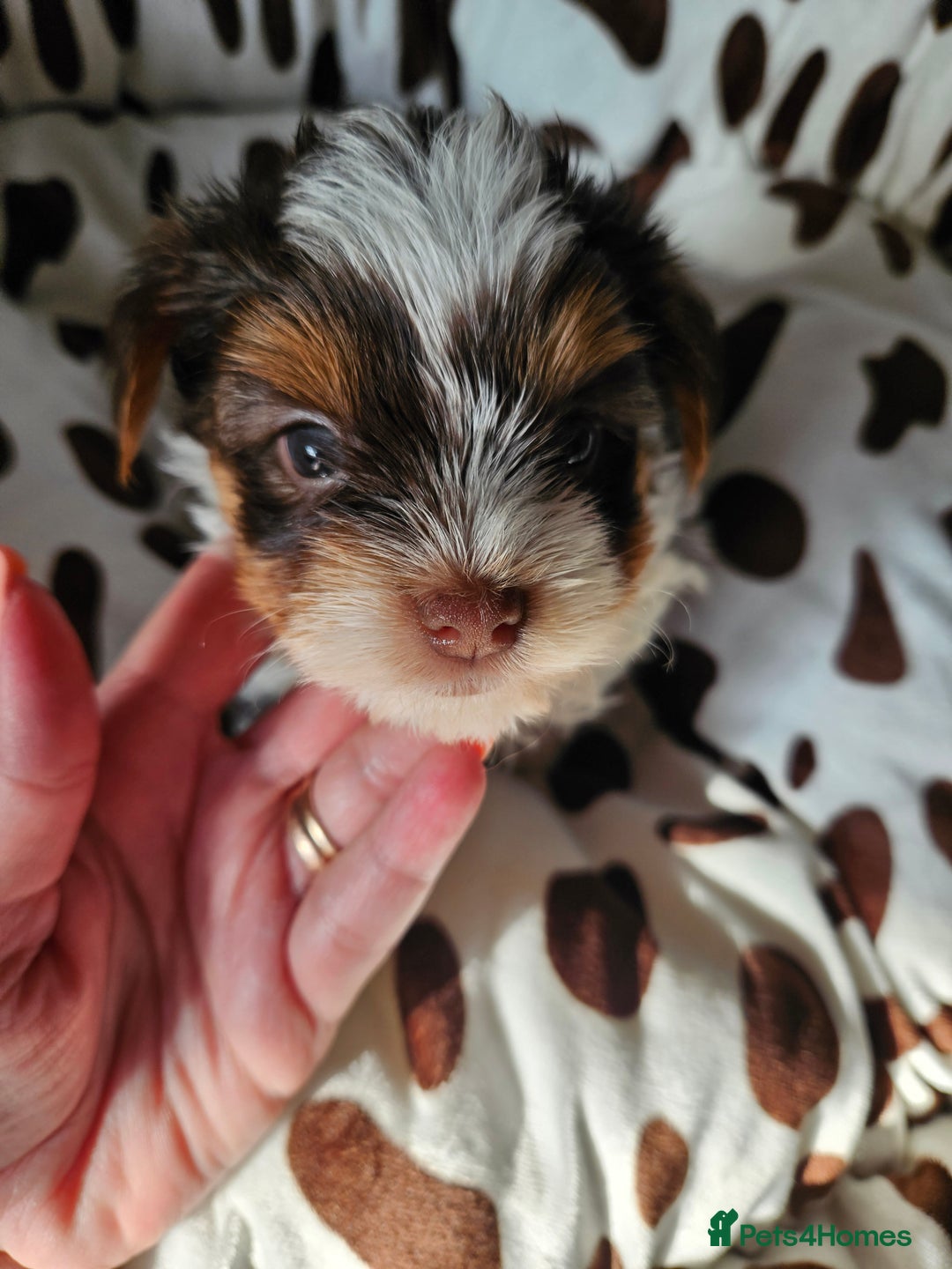 Yorkshire Terrier dogs for sale: DNA TESTED Father - Yorkshire Terrier puppies  - Image 15