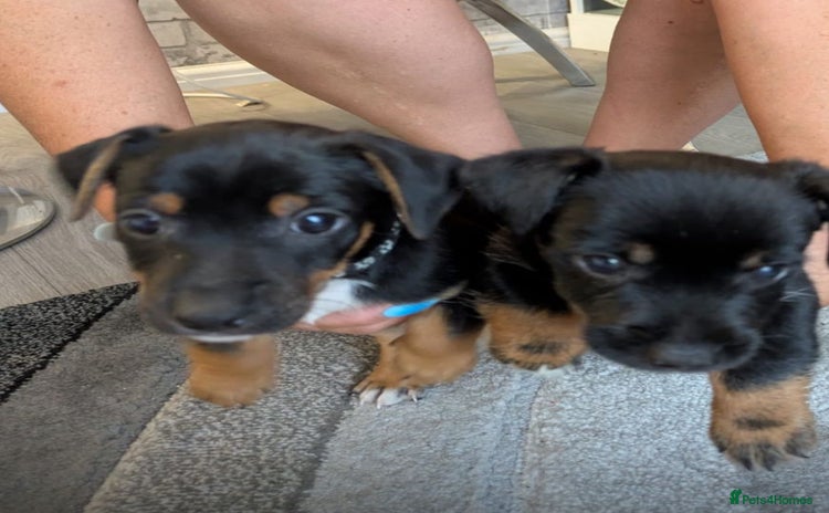 Jack Russell dogs - Advert 1