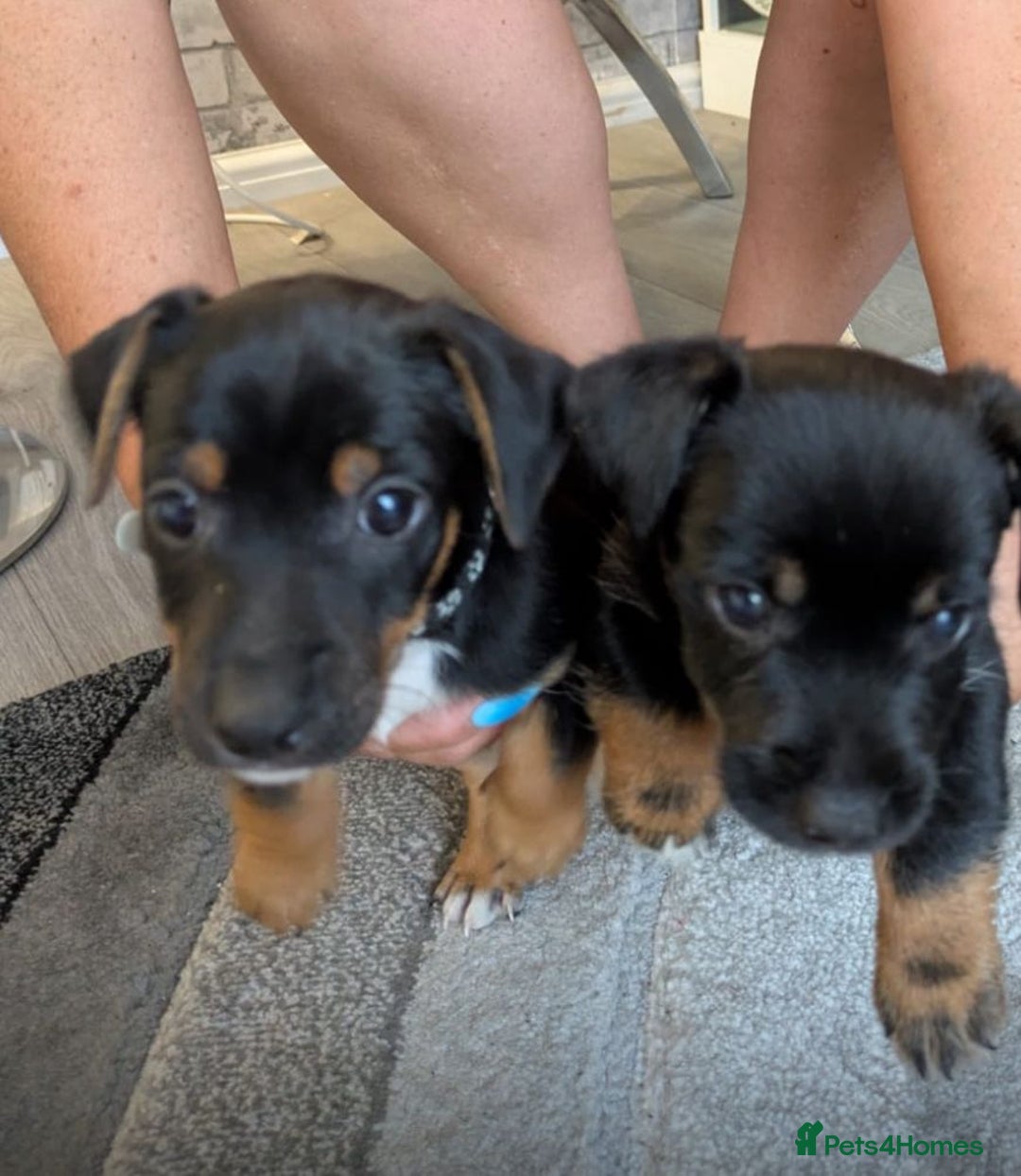 Jack Russell dogs for sale: Jack Russell puppies - Image 1