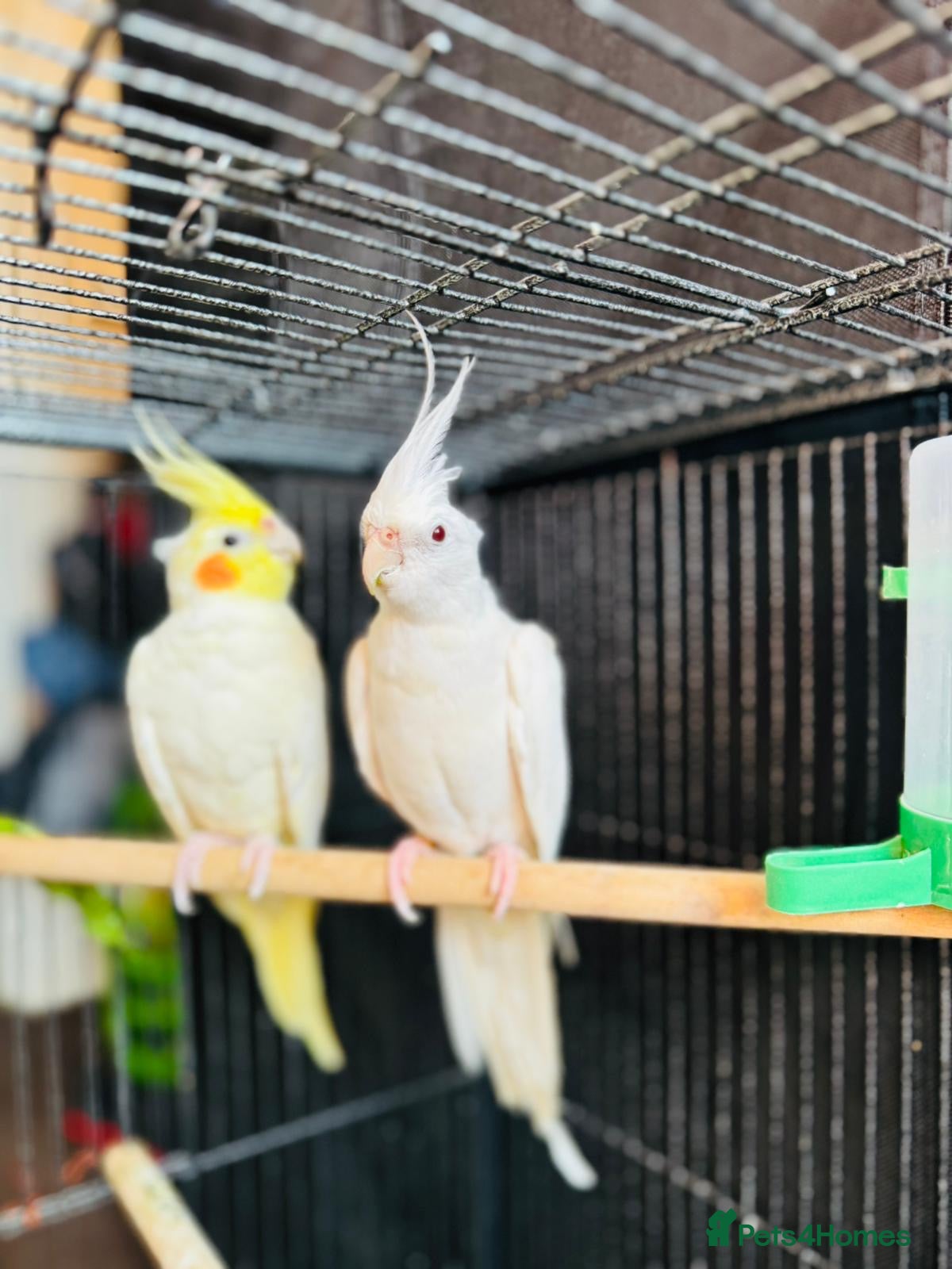 Cockatiels birds 1 pair of very beautiful cockatiels birds - Advert 2