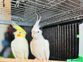 Cockatiels birds 1 pair of very beautiful cockatiels birds - Advert 2