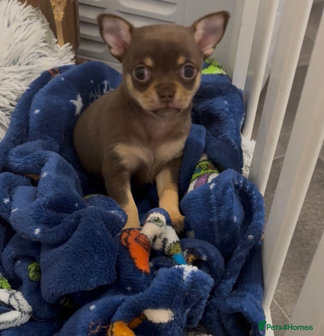 Chihuahua dogs for sale: Chocolate tan Chihuahua female  - Advert 7