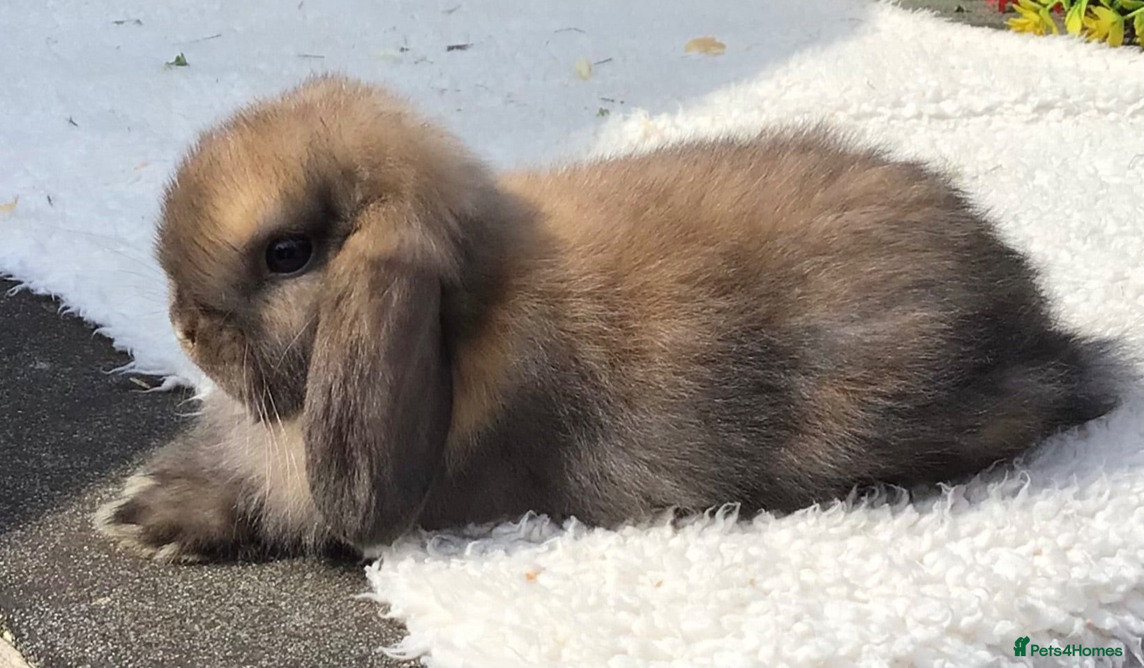 Mini Lop rabbits Mini lop buck - Advert 1