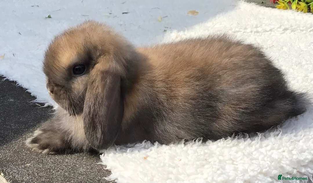Mini Lop rabbits for sale: Mini lop buck - Advert 1