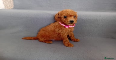 Goldendoodle dogs Gorgeous F1b Goldendoodles - Advert 8