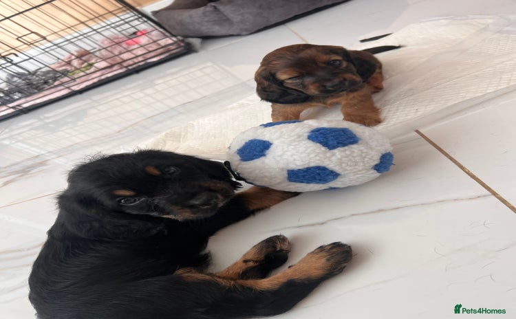 Mixed Breed dogs - Advert 9
