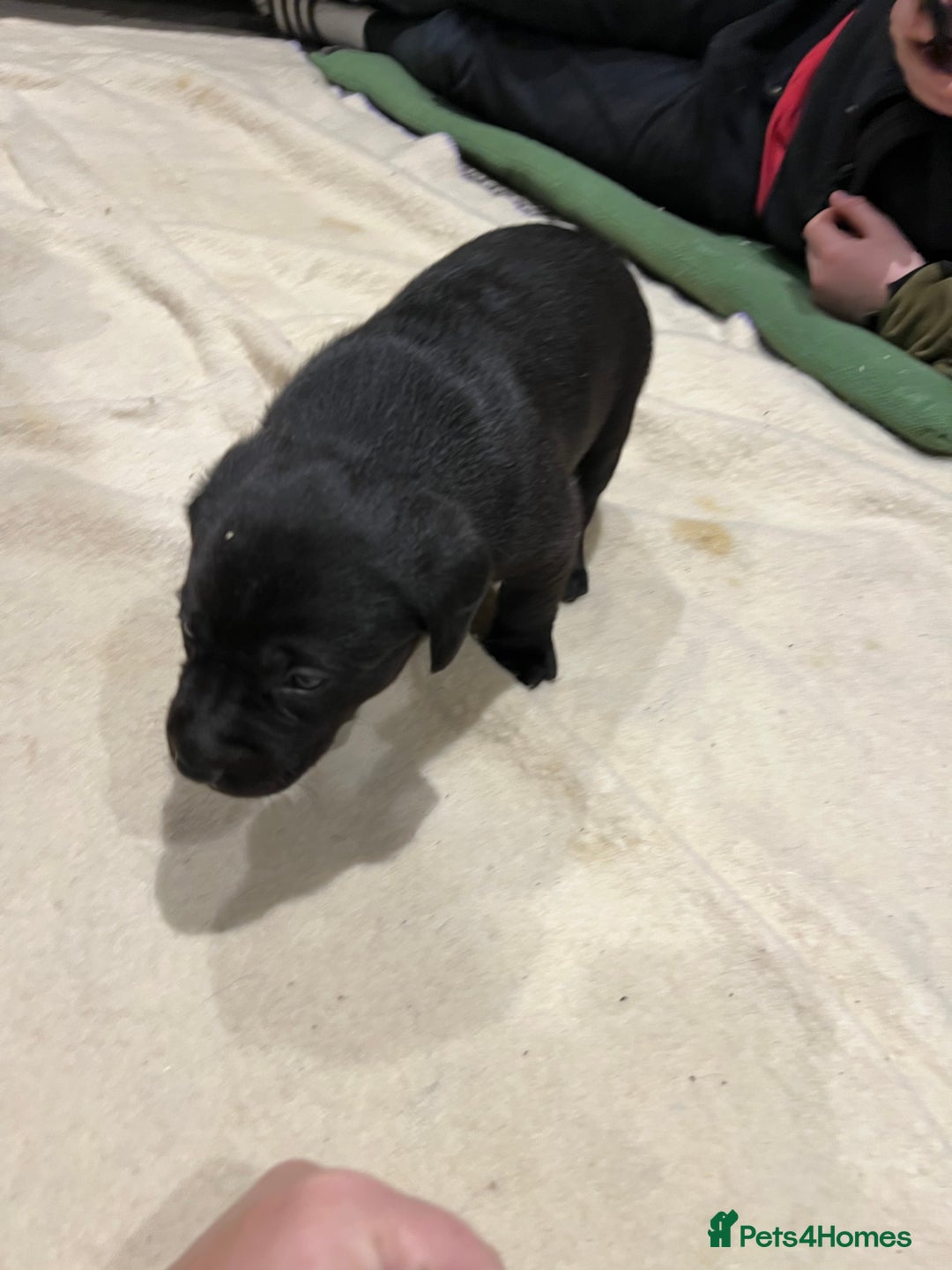 Labrador Retriever dogs for sale: 1 golden/ yellow boy Labrador puppies left - Advert 12