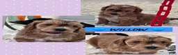 Cockapoo dogs for sale: Health Tested F1b Cockapoo Puppies - Advert 9
