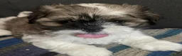 Shih Tzu dogs for sale: 🌟READY NOW ,LAST BOY 🌟 Shih Tzu PUPPY  - Advert 10