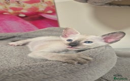 Oriental cats for sale: Oriental and Siamese Gccf registered kittens. - Image 12