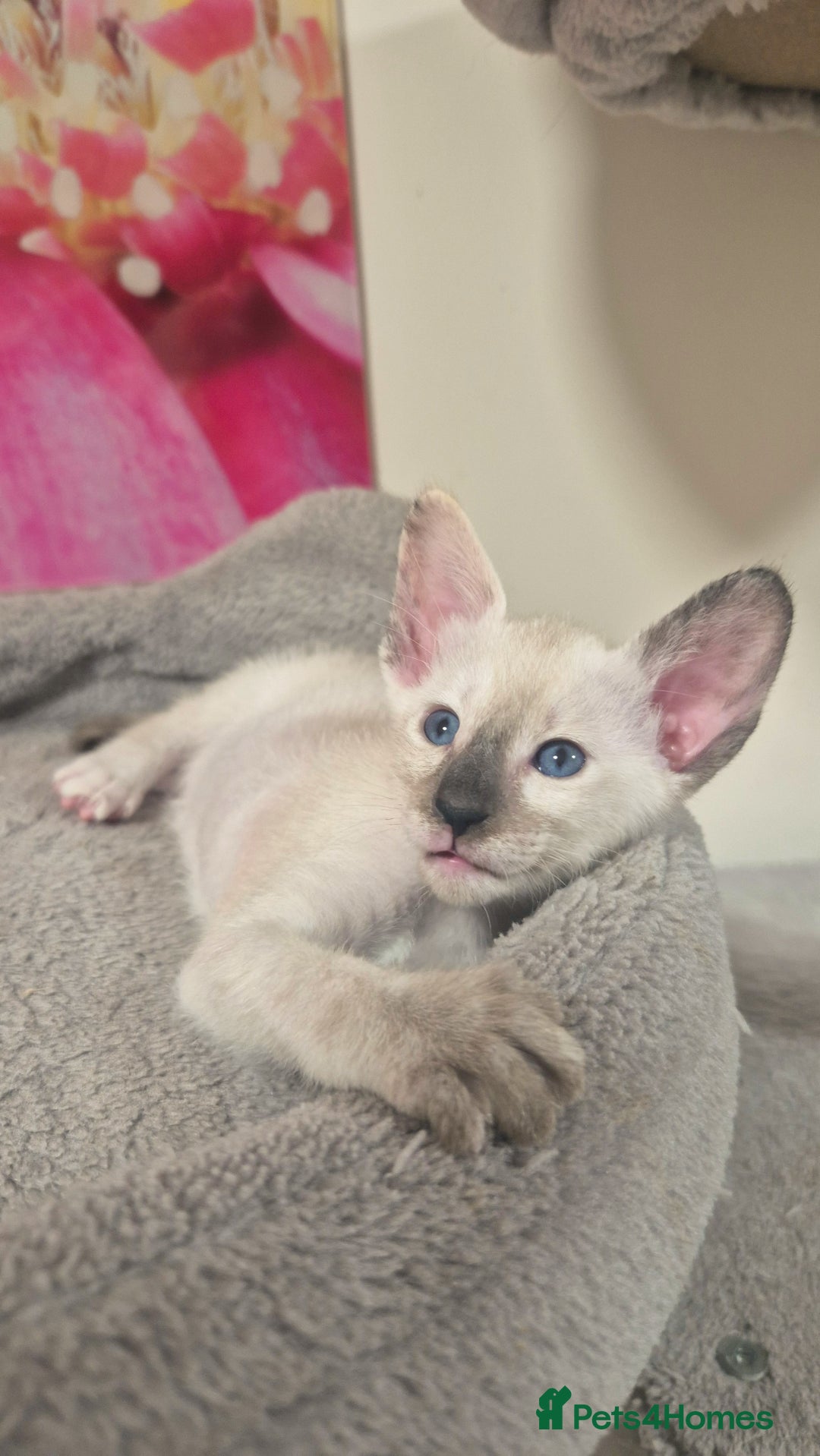 Oriental cats for sale: Oriental and Siamese Gccf registered kittens. - Image 12