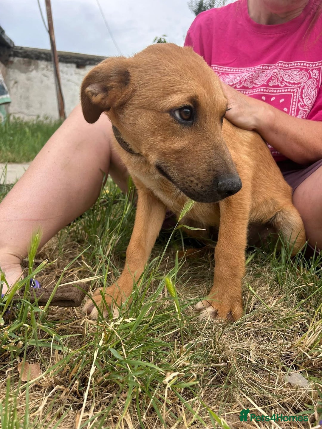 Mixed Breed dogs for adoption: Smithy - Norwich norfolk - Image 8