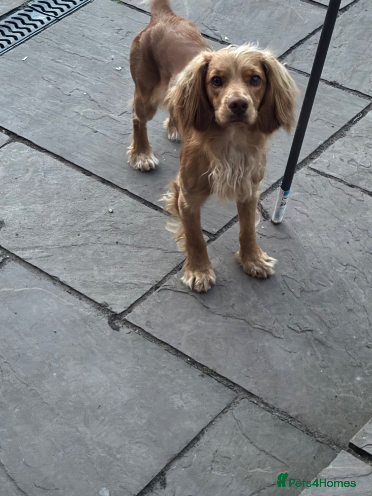 Cockapoo dogs 1 year old F2 cockerpoo - Advert 1
