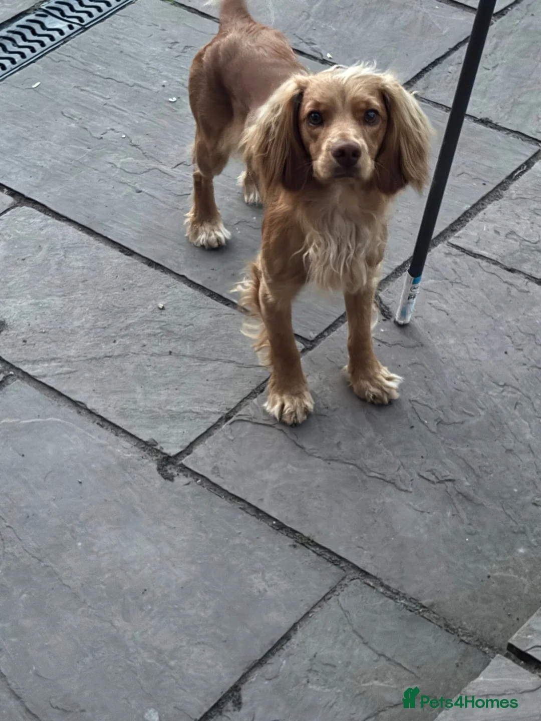 Cockapoo dogs for sale: 1 year old F2 cockerpoo - Advert 1
