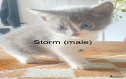 Ragdoll cats for sale: Ragdoll X domestic shorthair kittens  - Image 2