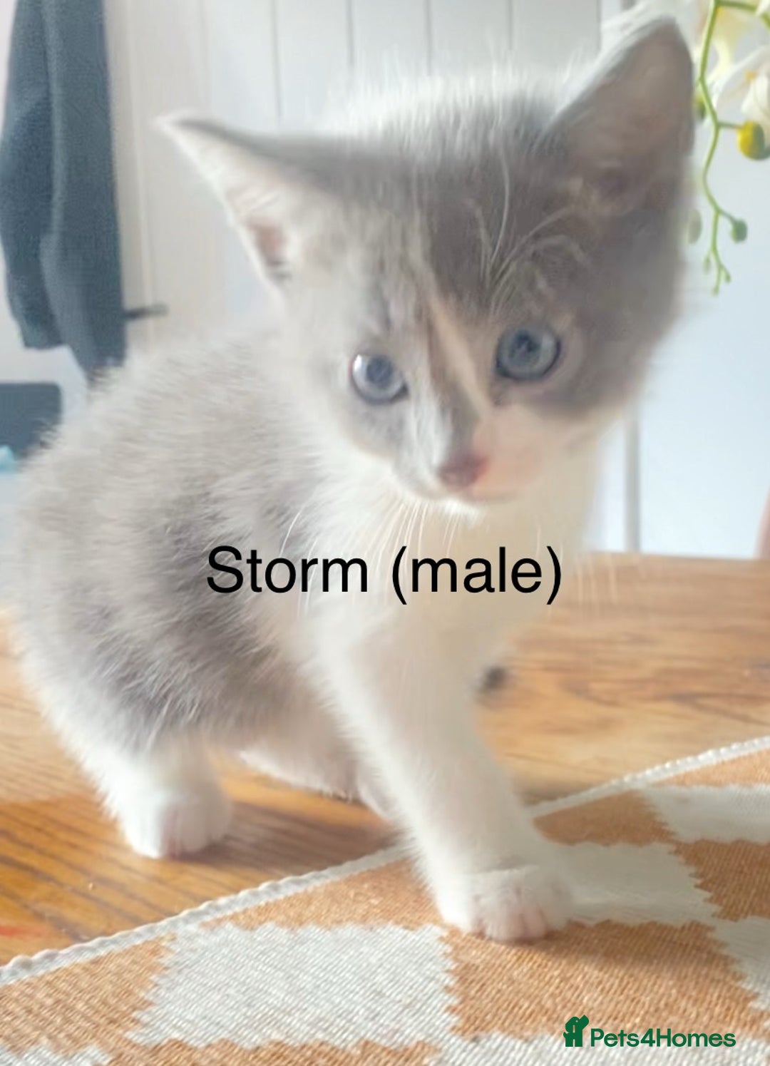 Ragdoll cats for sale: Ragdoll X domestic shorthair kittens  - Image 2