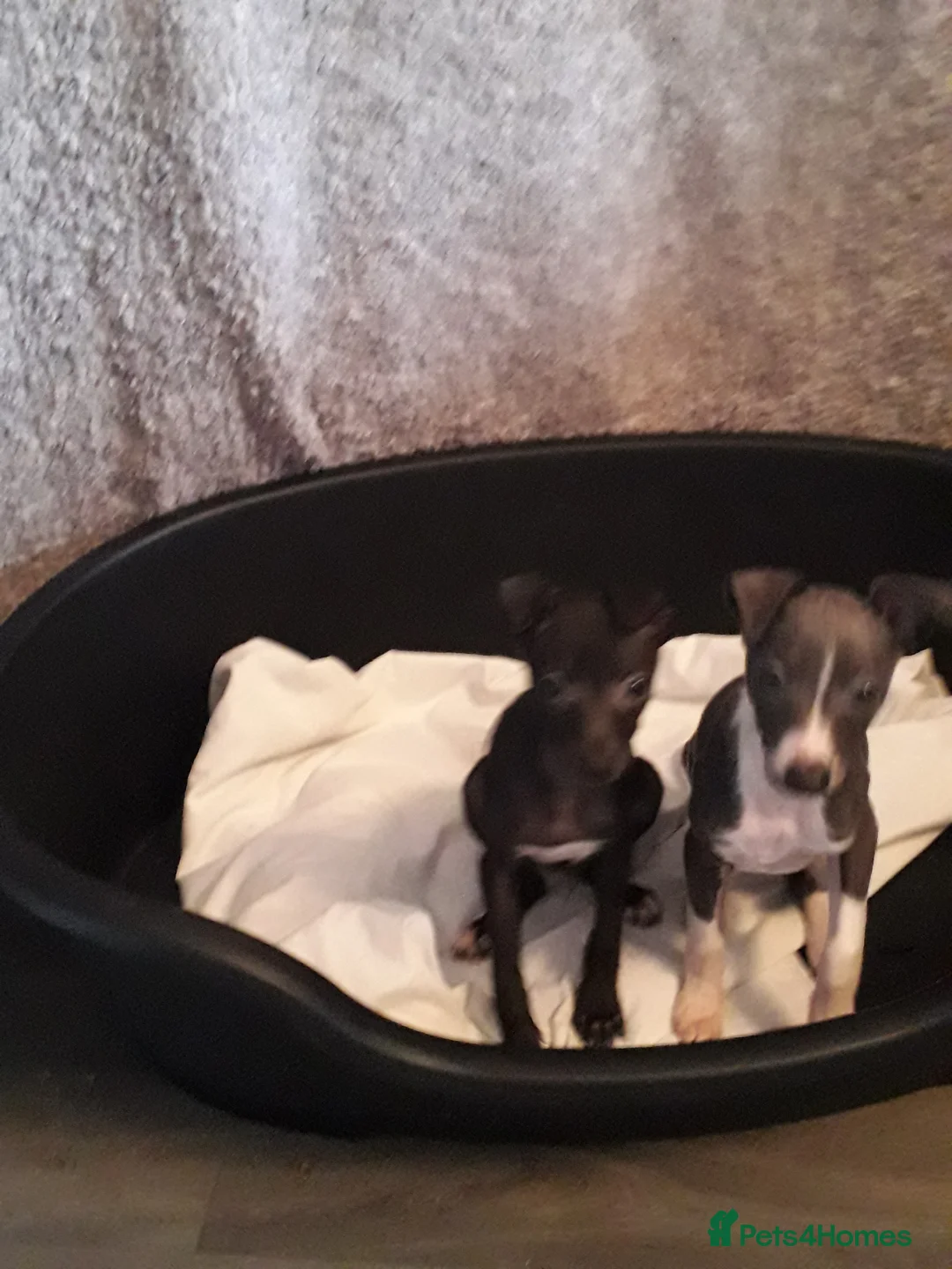 Italian Greyhound dogs for sale: Beautiful boy gorgeous girl Italian greyhounds  in Bradford - Advert 5