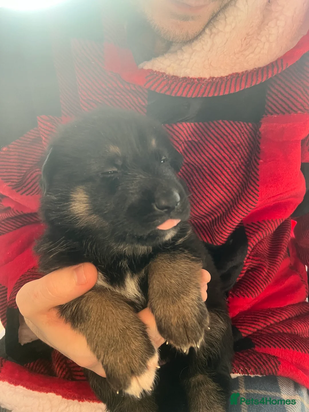 German Shepherd dogs for sale: The most stunning German Shepherd puppies - Advert 2