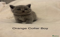 British Shorthair cats for sale: Chunky BSH Blue Kittens  - Advert 2