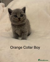 British Shorthair cats Chunky BSH Blue Kittens - Advert 1