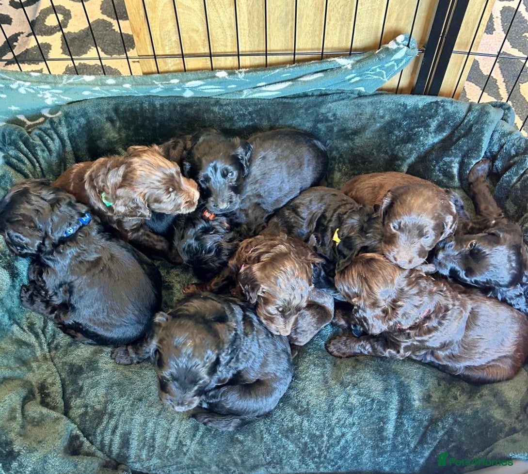 Cockapoo dogs Cockapoo Puppies - Advert 17