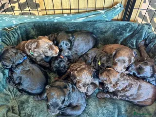 Cockapoo dogs Cockapoo Puppies - Advert 17