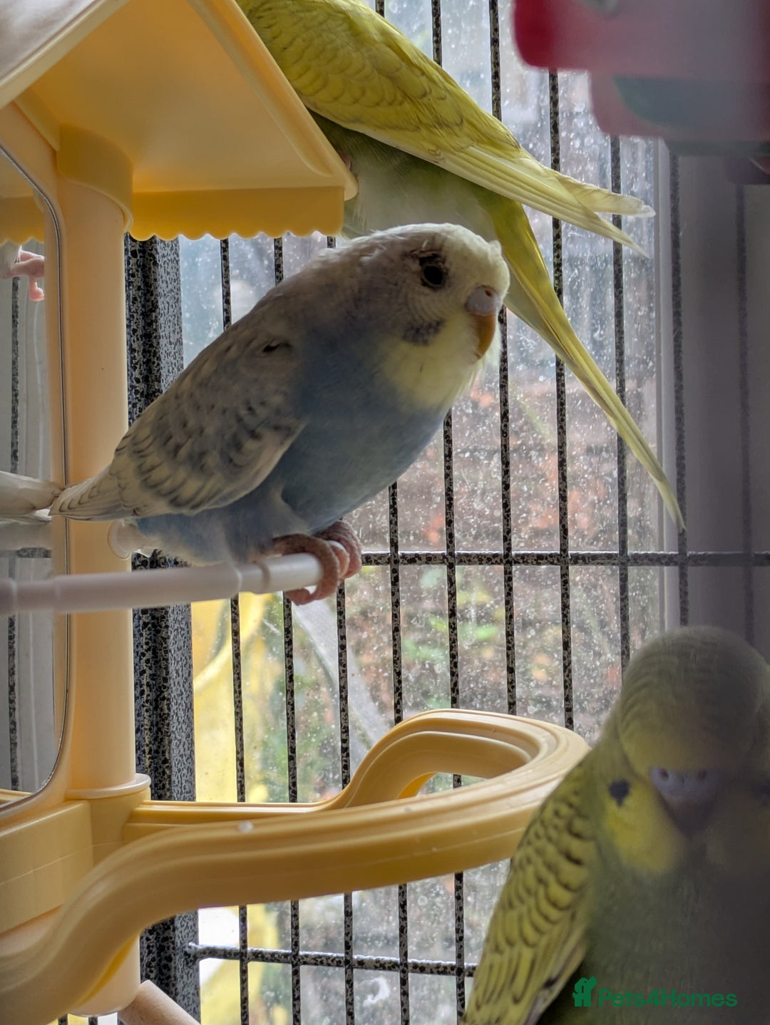 Budgerigars birds for sale: Beautiful baby budgies  - Image 5