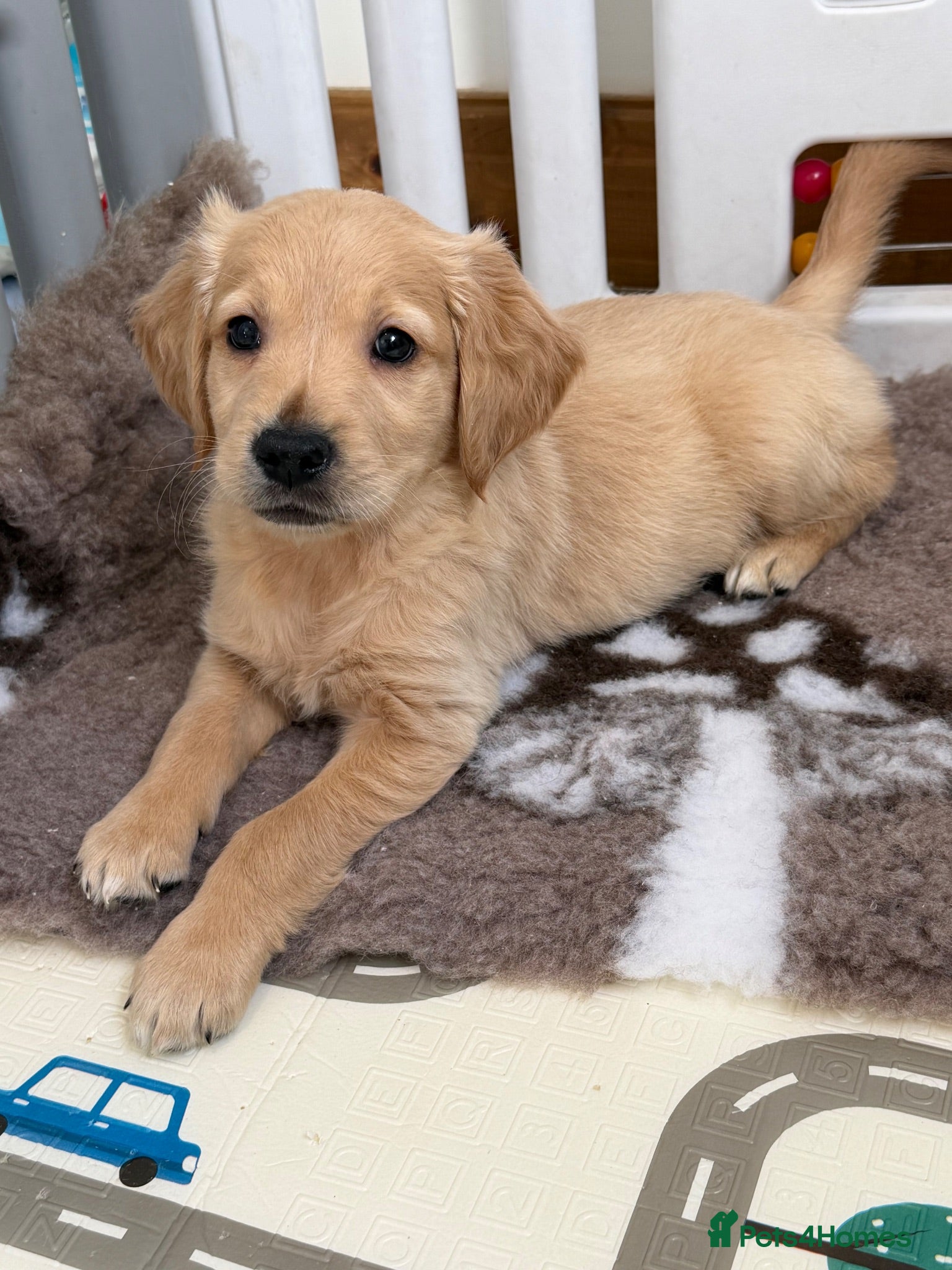 Golden Retriever dogs Kennel club registered beautiful litter of puppies - Advert 2