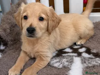 Golden Retriever dogs Kennel club registered beautiful litter of puppies - Advert 2