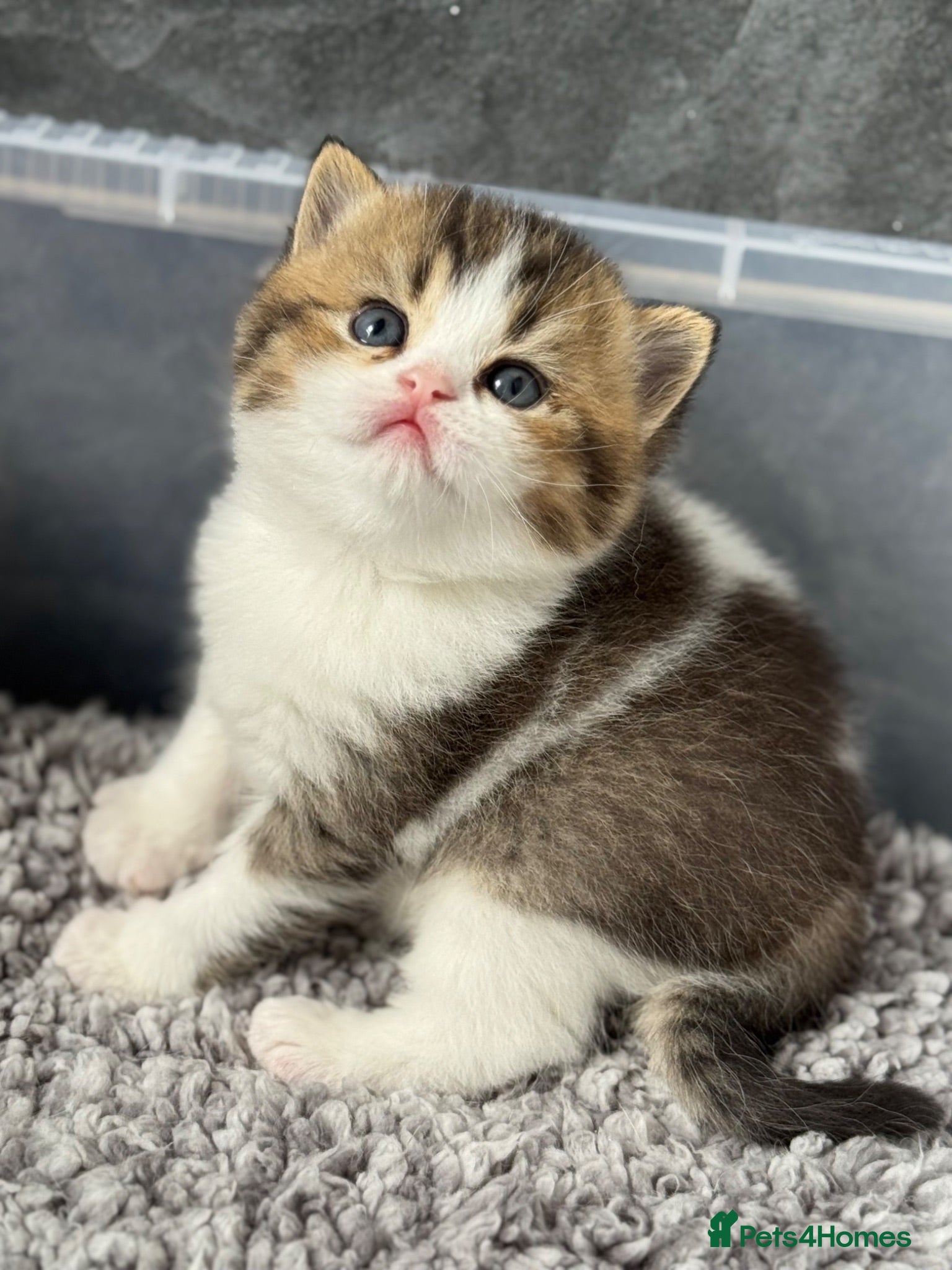 British Shorthair cats Brown Black ticked tabby white TICA reg - Advert 18