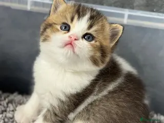 British Shorthair cats Brown Black ticked tabby white TICA reg - Advert 18