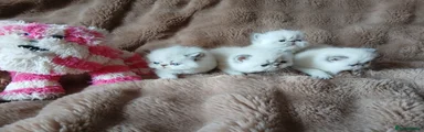 Exotic Kitten 3