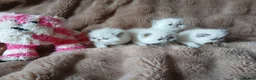 Exotic cats for sale:  Pedigree GCCF Registered Persian Exotic's  - Advert 20
