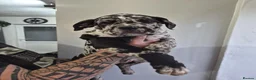 Cane Corso dogs for sale: Exotic Cane Corso Pups - Advert 15