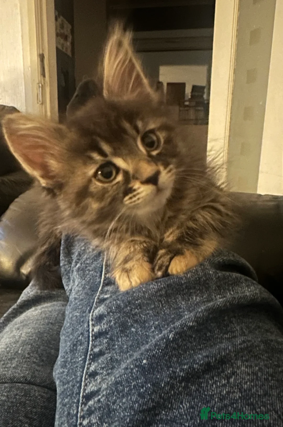 Maine Coon cats for sale: Maincoone kittens  - Advert 11