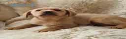 Labrador Retriever dogs for sale: 🐕🐕 6 adorable old English Labrador puppys 🐕🐕 - Advert 6